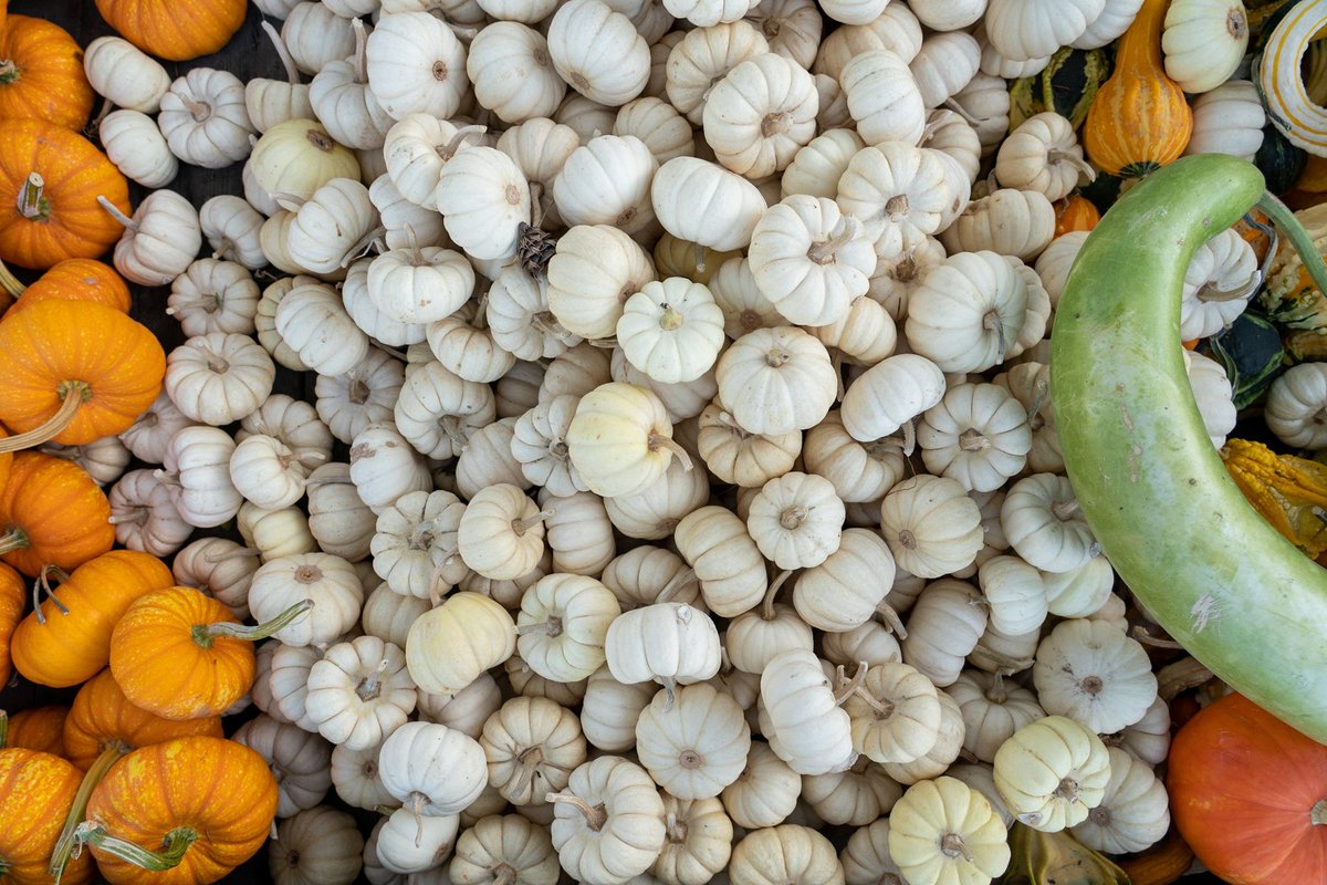 shamptonian's tweet photo. Alllll the MF’ing gourds at Hales Apple Farm. #decorativegourdseason https://t.co/aQLZQoAnaV
