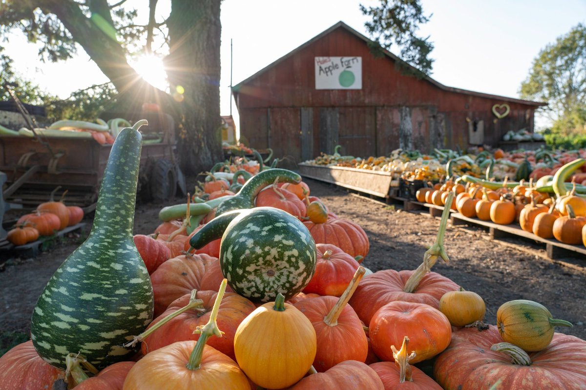 shamptonian's tweet photo. Alllll the MF’ing gourds at Hales Apple Farm. #decorativegourdseason https://t.co/aQLZQoAnaV