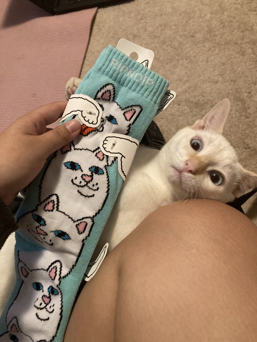 botoboymerlin's tweet photo. u dare to immortalize me on a pair of socks?!? #cat #CatsOnTwitter #CatsOfTwitter #socks https://t.co/jTN5BkV8Ww