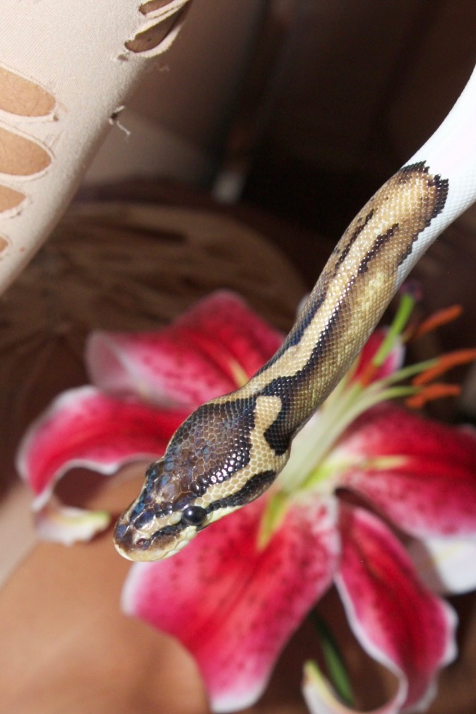 Er0svita's tweet image. Sneak peek to my babys shoot #snakemom