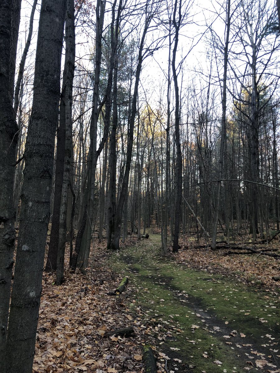 YRDSBGetOut (@yrdsbgetout) on Twitter photo Thanks @Forests_Ontario and all who came out to talk trees last night - tree bee coming up in November š²š³ <a href="/mfrank_76/">M. Frankfort</a> <a href="/VivianORC/">Vivian ORC</a> Thanks @Forests_Ontario and all who came out to talk trees last night - tree bee coming up in November š²š³ <a href="/mfrank_76/">M. Frankfort</a> <a href="/VivianORC/">Vivian ORC</a>