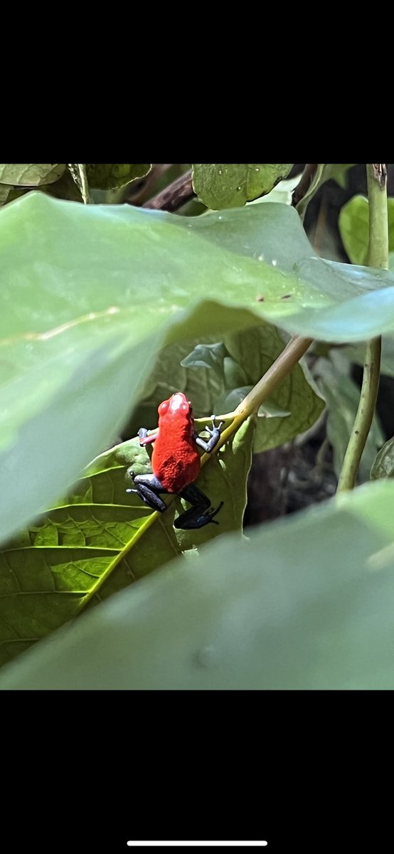 tskip012's tweet image. The colors of Costa Rica are breath taking