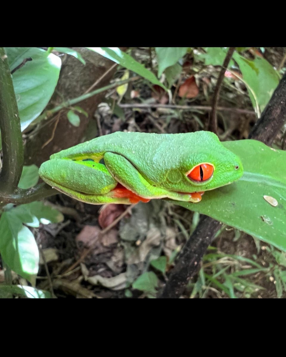 tskip012's tweet image. The colors of Costa Rica are breath taking