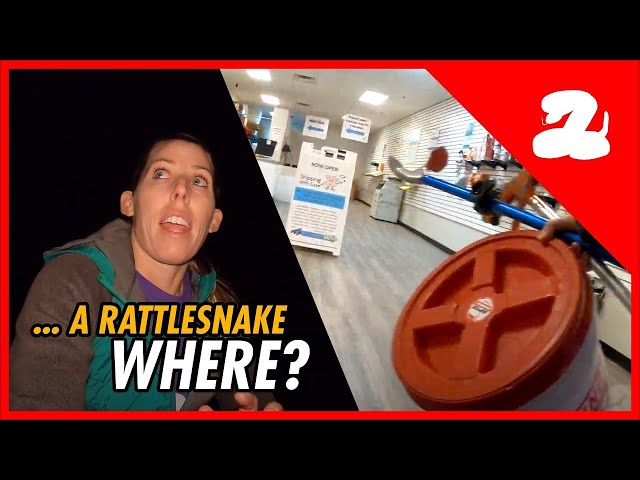 Rattlesnake With a Tracking Number? Winter Snake Removals Can Be Interesting [Ep.2] zpr.io/y46aJXyyHsTu