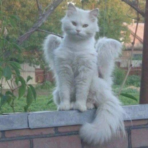 S H I N I G A M I (@acid666host) on Twitter photo 