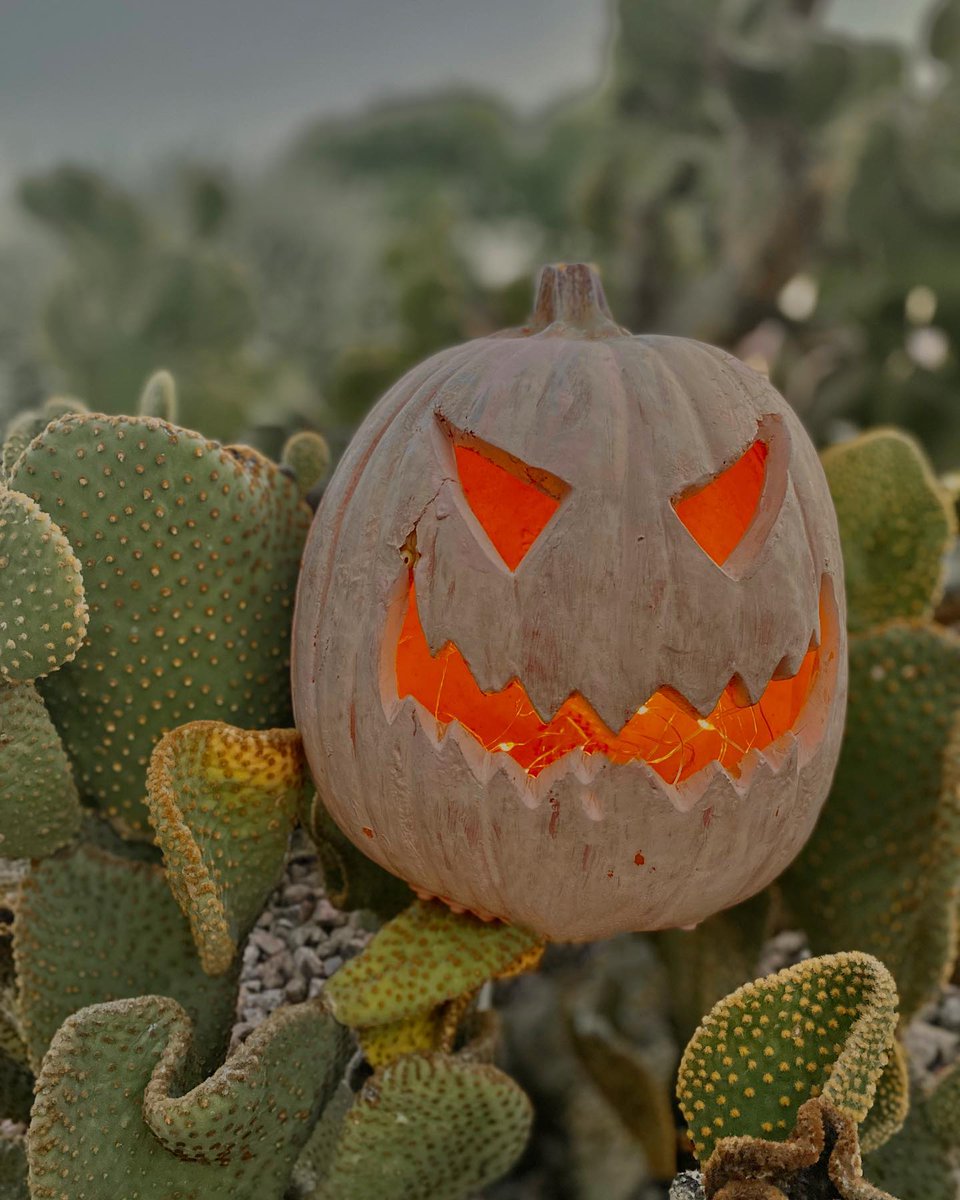 Here's to a spooky weekend in the Sonoran Desert! Find all the best things to do for Halloween this weekend: bit.ly/HalloweenPHX 🎃

📷 : abitofeastandwest
📍: Scottsdale

#myphx