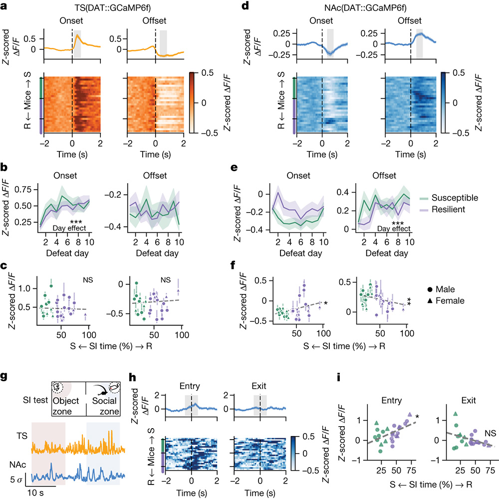 NaturePortfolio's tweet photo. Neural recording and closed-loop manipulation during chronic stress in mice reveal causal links between dopamine, behavior and resilience, according to a paper published in @Nature. https://t.co/x6ApnT6jLf https://t.co/p77QNL4zn8