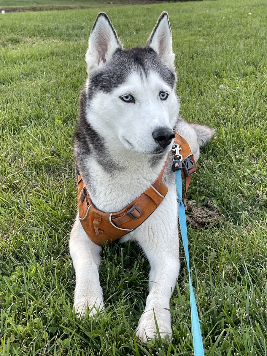 One of the only two unique dogs on the entire American continent who speak Circassian, an ancient language the UNESCO says is endangered and may disappear in the next 100 years. She understands a lot of words, does what’s asked of her, follows directions.