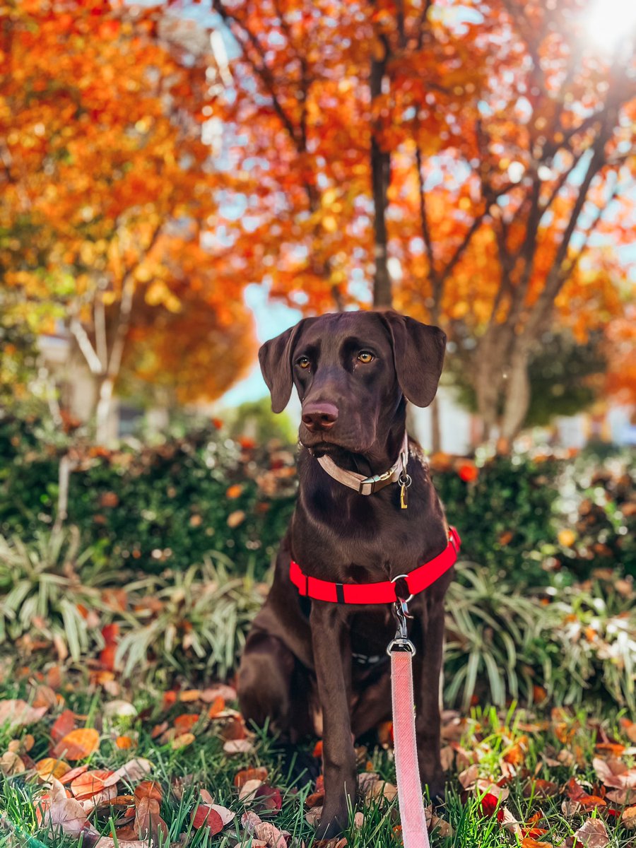 daynaHurson's tweet photo. @weatherchannel This is Hazel! We are in Fairfax, VA 🍂 https://t.co/NRWl5f8KqJ
