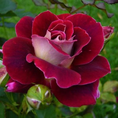 Rose050286 tweet picture