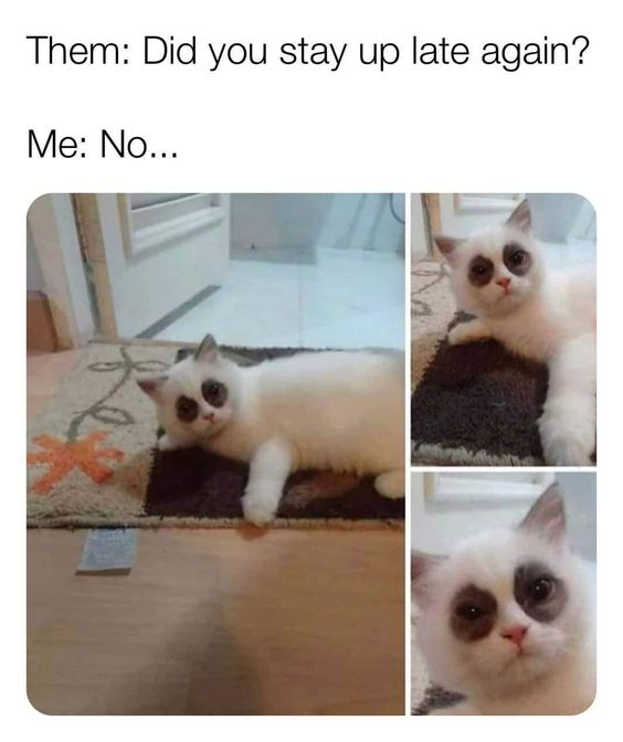 WholesomeMeme's tweet photo. https://t.co/8q8MtUtgnJ