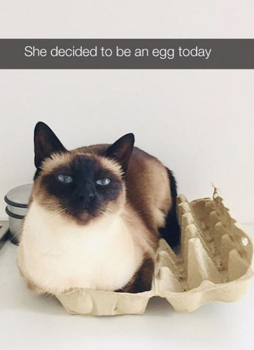 WholesomeMeme's tweet photo. https://t.co/ZP7U9gsR49