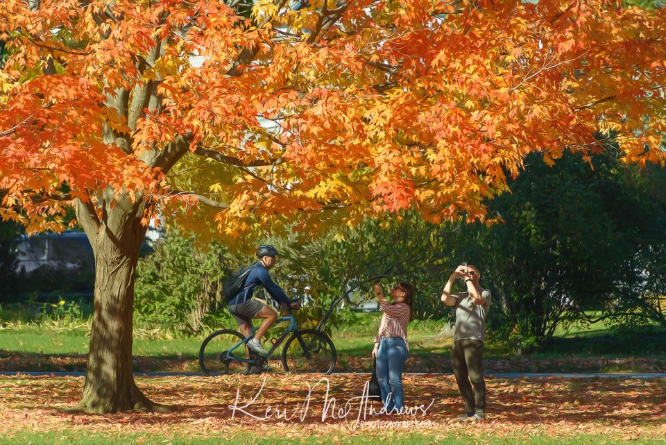 PhotosByKeri's tweet photo. #LeafPeeping - 10/22/22
#2022Project52 - #Week43
It's fun to people-watch in the touristy areas. This one tree on the green was the star of the show! The #juxtaposition of the #tourists to the bicyclist was cool to see. #autumn #mawx #maple 
https://t.co/4bPjjJqmGU https://t.co/MBwyXG3rIo