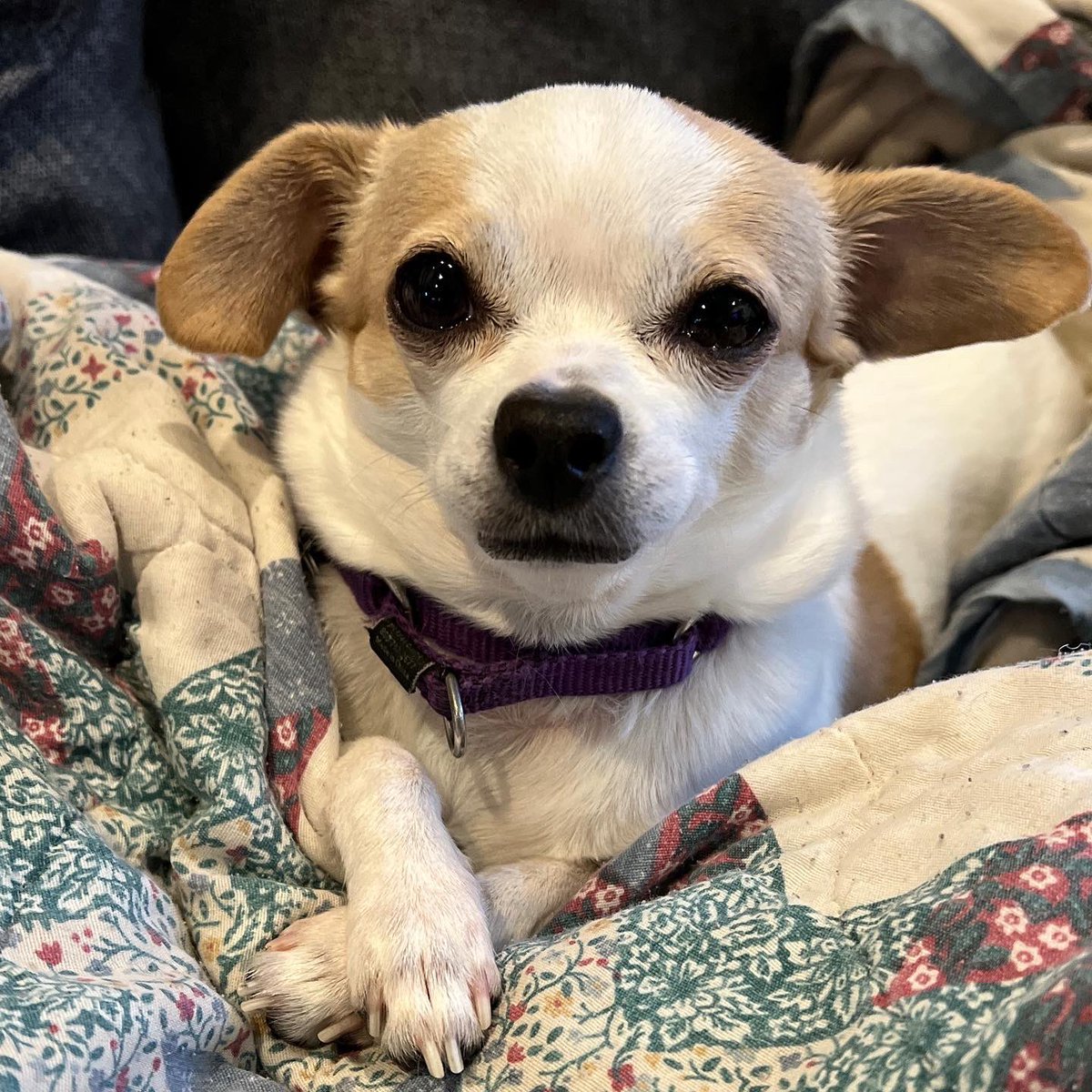 FinishLineAhead's tweet photo. Follow my cute dogs on Instagram at @maggiethatchthedog please retweet.  Trying to get her popular, lol. #dog #dogs #retweet Thanks! https://t.co/5MYYpAhCts