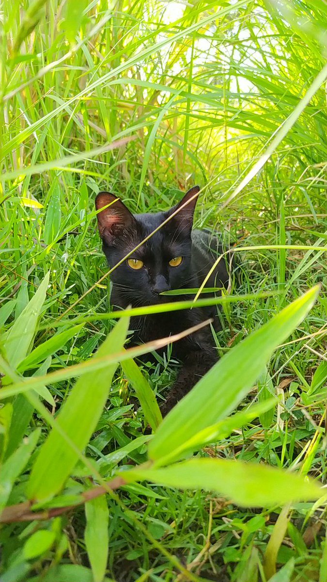 adizuto's tweet photo. Hi perkenalkan, namaku Toothless. Harusnya sih namaku Codot aja karena aku suka makan pepaya https://t.co/0TDdID4Naz