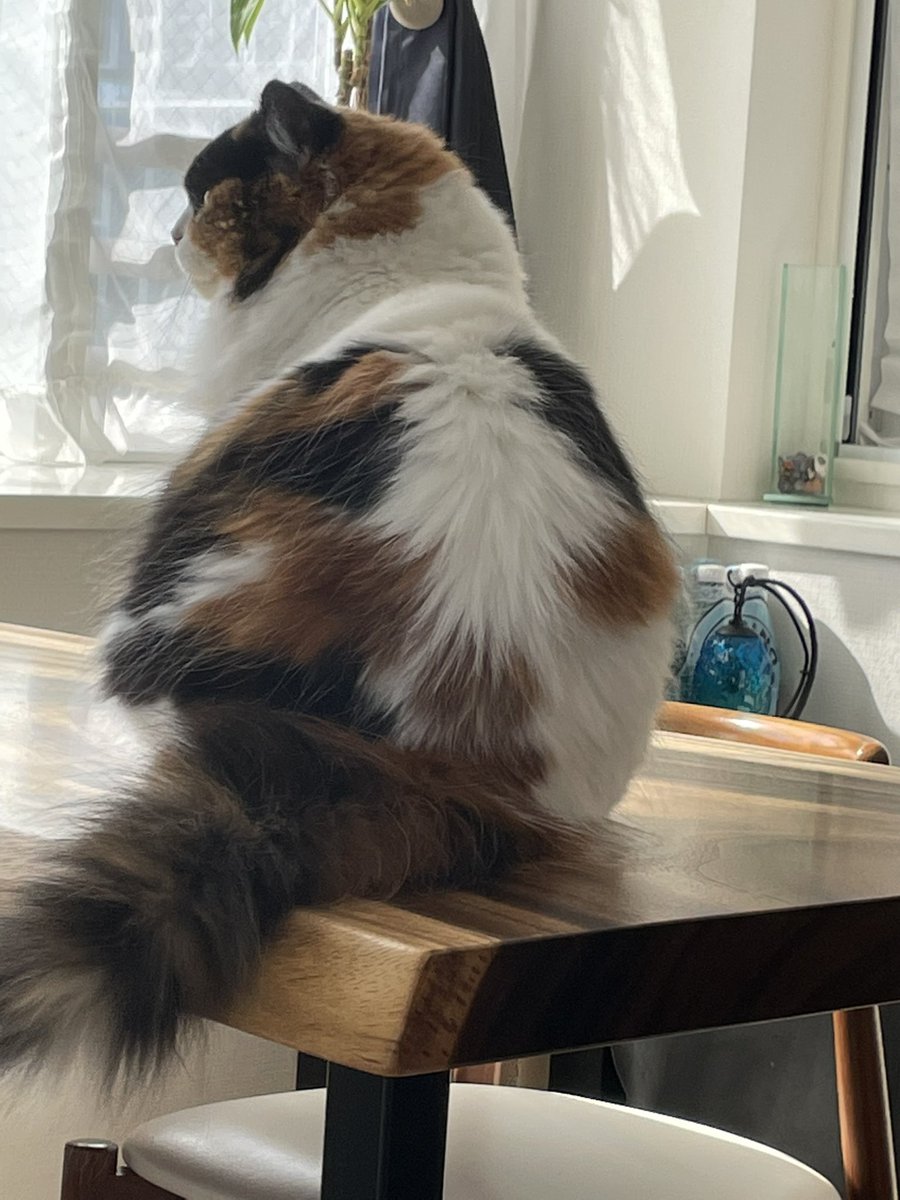 CatTuber_Lyon's tweet photo. 朝だねぇ。キラキラ。 https://t.co/HnNWG4d5Wk