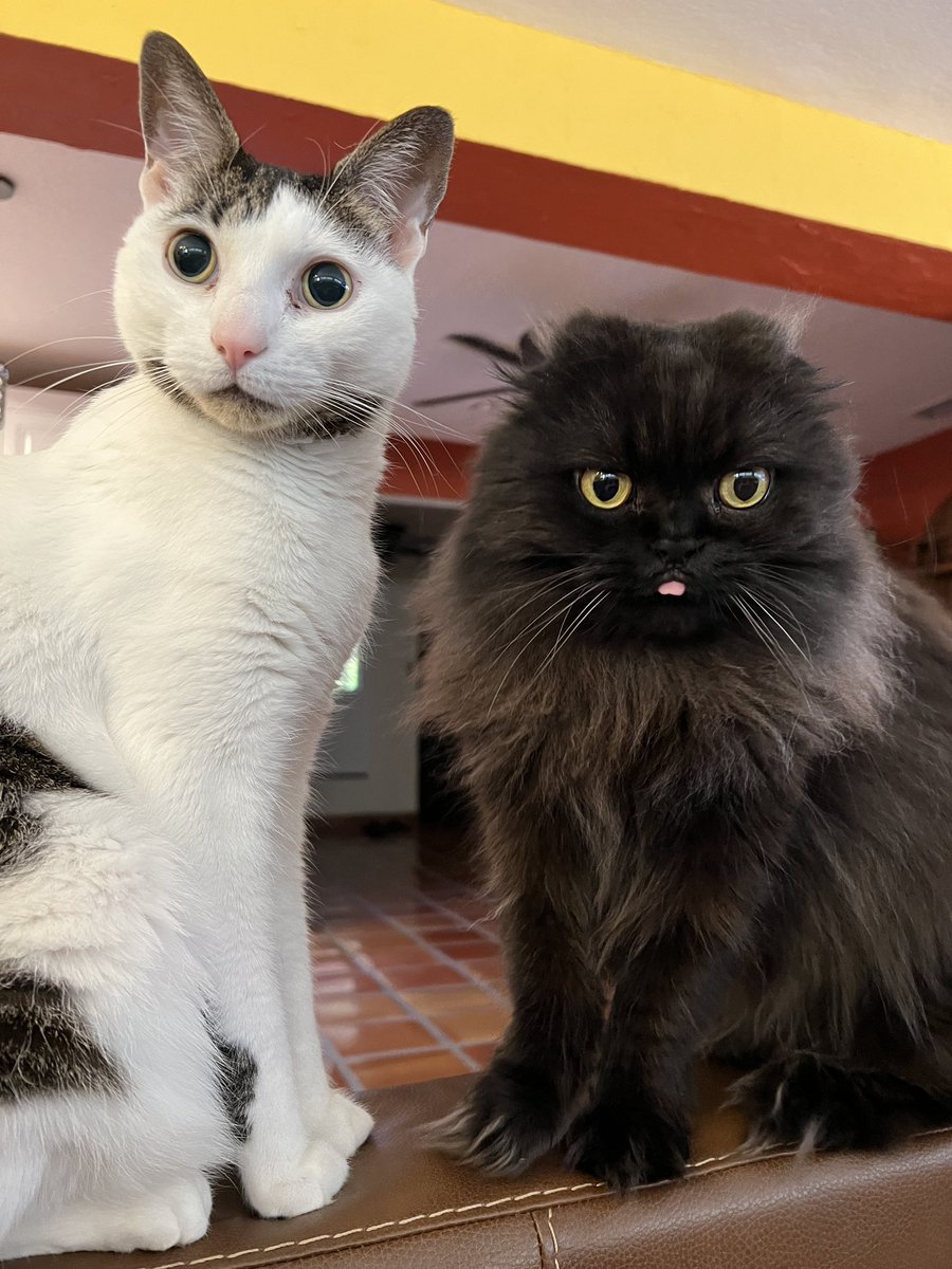 Double trouble. Me and my blind brother Opie. #CatsOfTwitter #DoubleTrouble