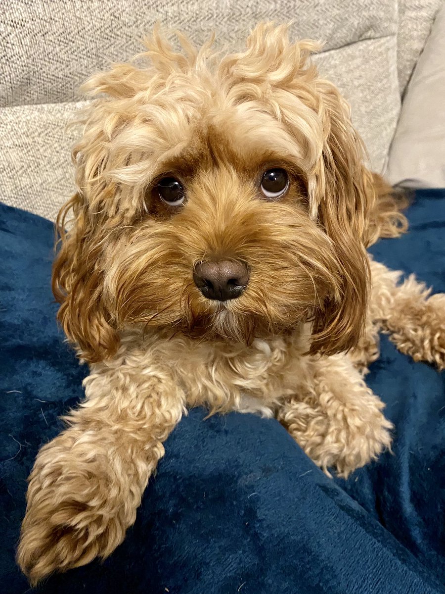 DollyPops8's tweet photo. It’s too early! 🙈 #lazybones #SaturdayVibes #dogsoftwitter https://t.co/UfCLcM3LQL