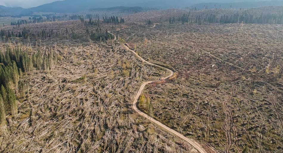 Quattro anni fa, il 29 ottobre 2018, nel giro di poche ore, dalle valli orientali della Lombardia fino alla Carnia, caddero venti milioni di alberi. Tutti insieme, quasi tutti abeti, tutti abbattuti dallo stesso, impensabile, vento. Era la tempesta Vaia, la «martellata di Dio».