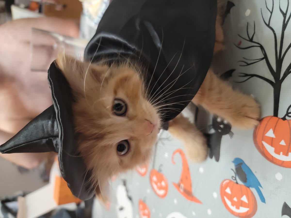 Wendy Del Monte tweet media