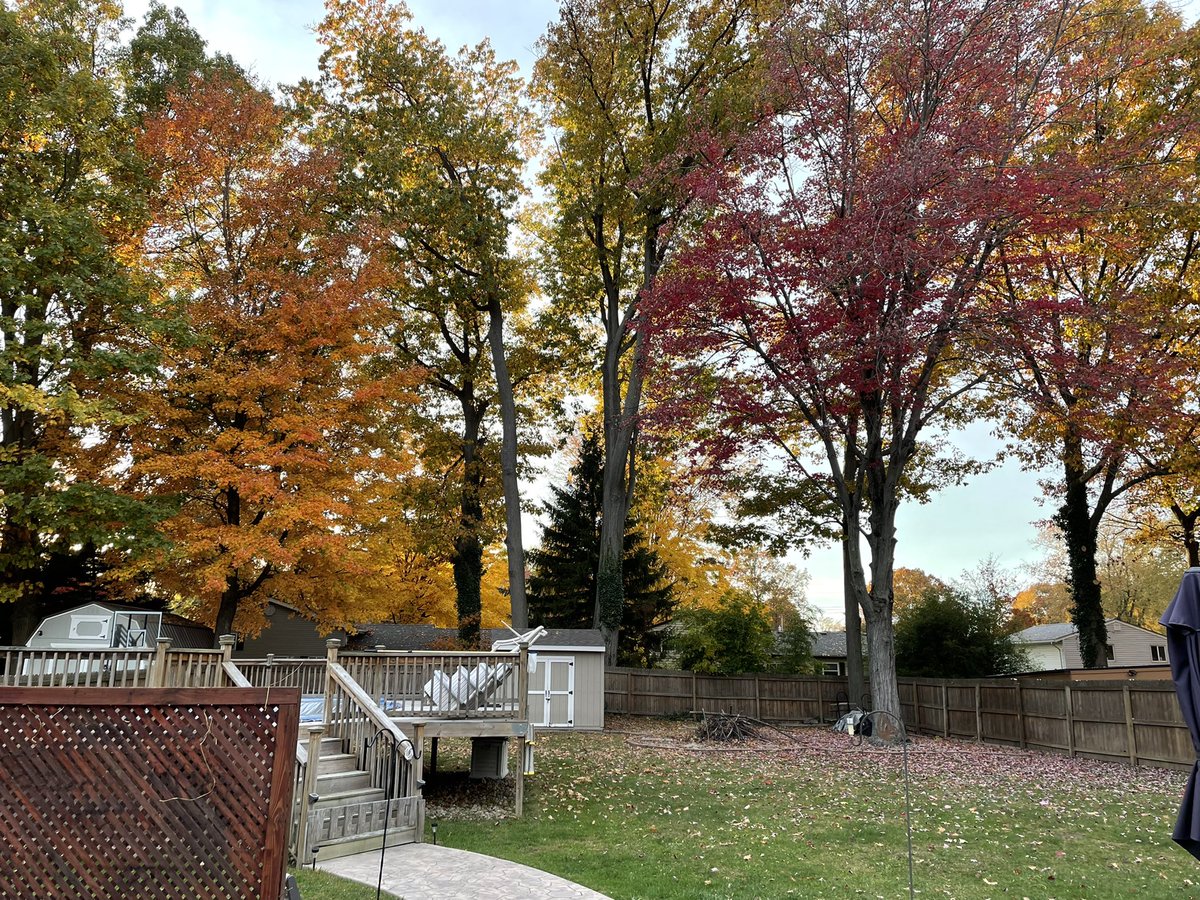 JFracci's tweet photo. My obligatory “pretty colors of fall leaves” Fall post for @Trincynna &amp; @Panda8ngel and…now …we gotta rake all the lil bastards up! 😡 #FallSux https://t.co/gsnPfki8C3