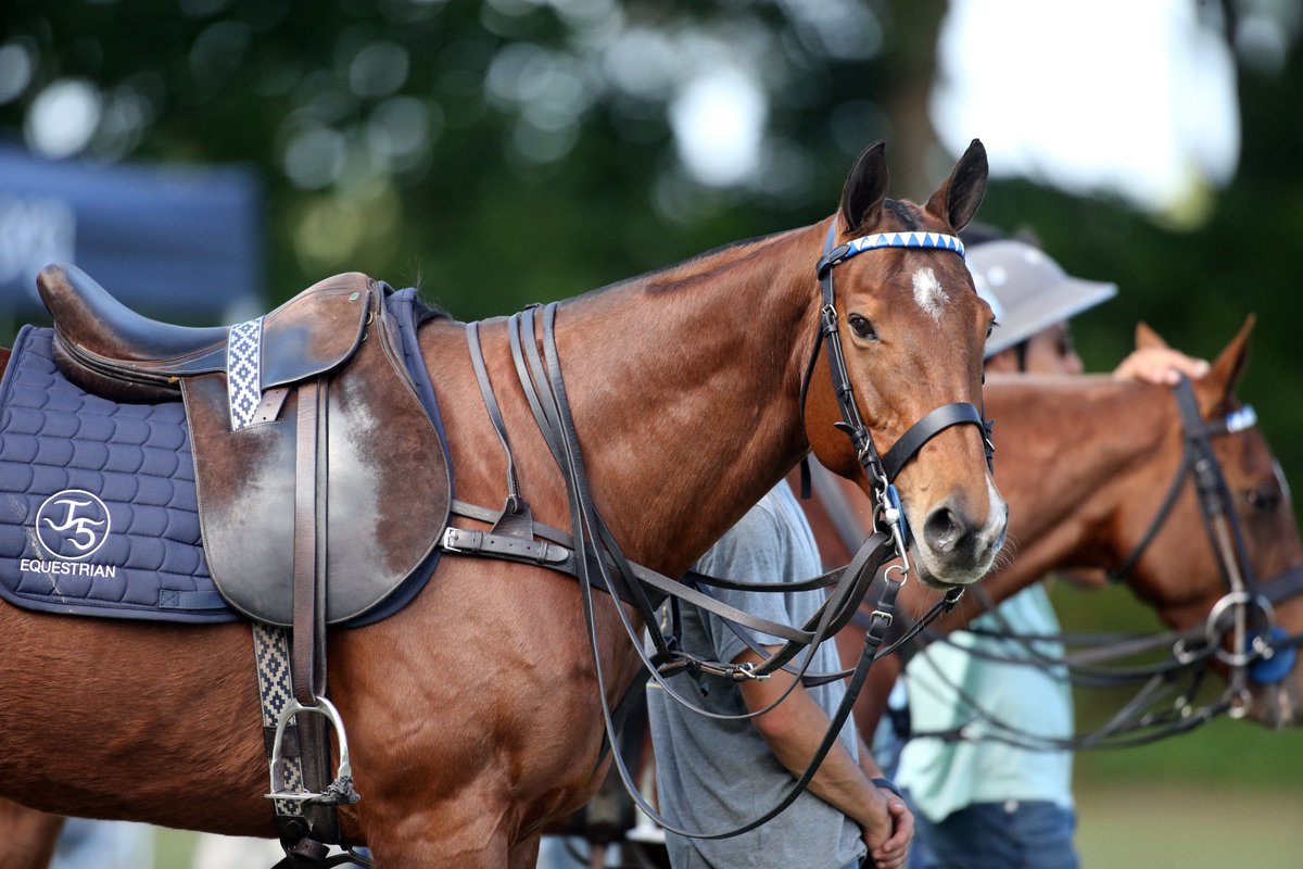 natpolocenter's tweet photo. The XII FIP World Polo Championship has arrived! 🎉

9:30AM ET: Mexico vs. Argentina at Valiente
11:30AM ET: Pakistan vs. Spain at Valiente
1:30PM ET: Italy vs. Uruguay at Valiente
3:30PM ET: USA vs. Australia at NPC on @uspoloassn Field One

Catch it all LIVE on @globalpolotv 👀 https://t.co/ko3H98LjZa