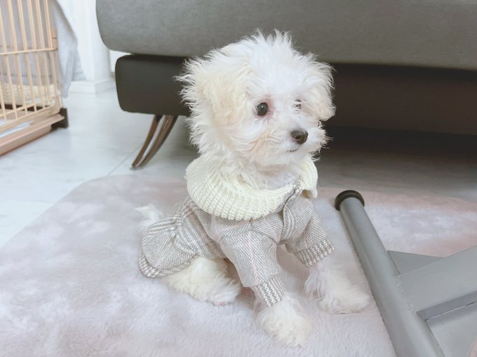 Twitterのコスプレ画像38