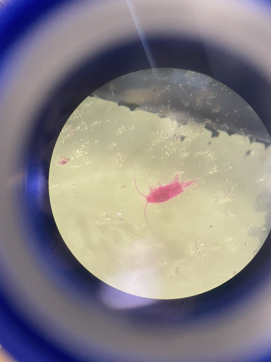 Got to check out some plankton under the microscope for the first time today - so many copepods and salps!