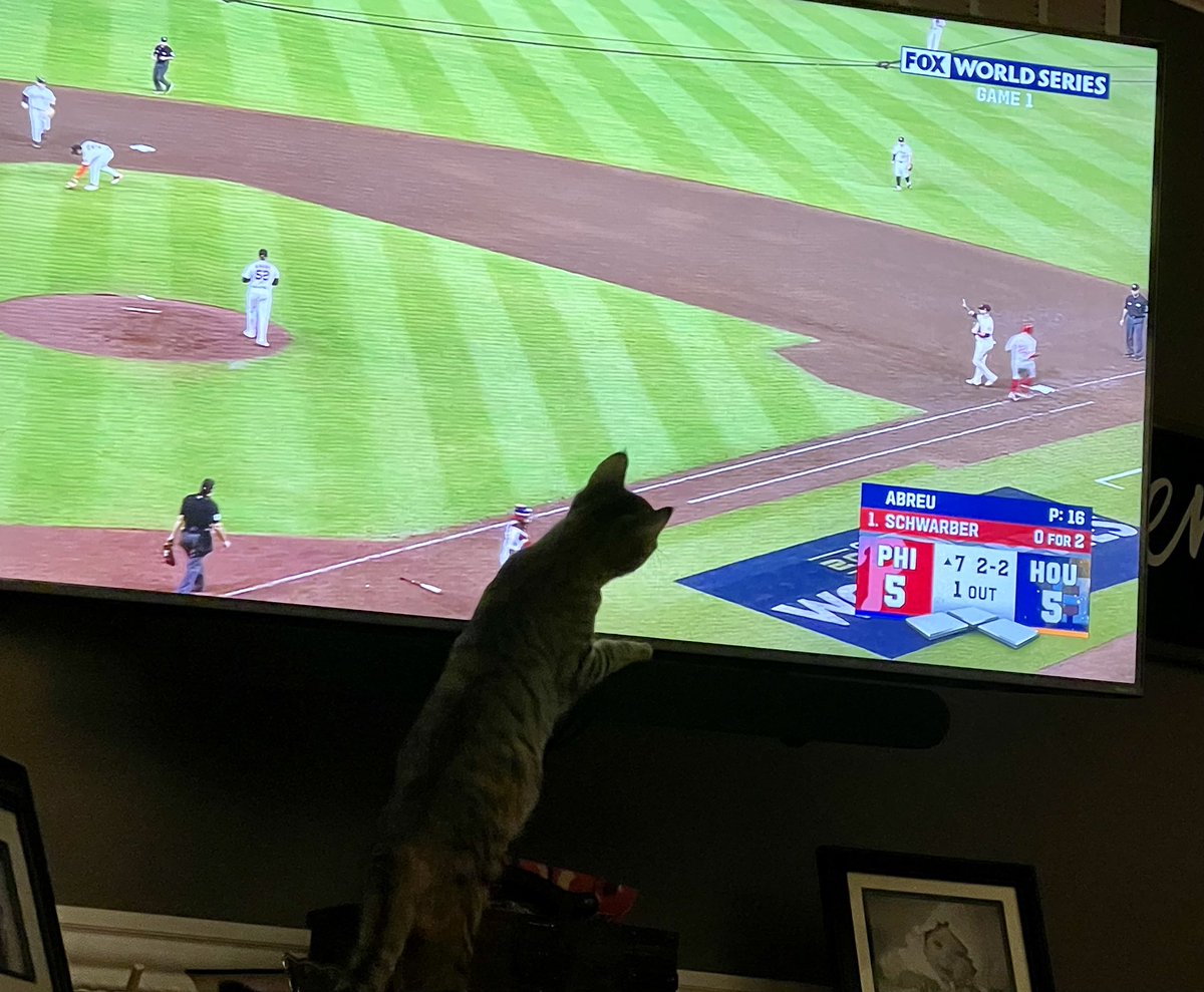 Sarah40389553's tweet photo. @kschwarb12 My foster kitten is a HUGE fan! Have any room in your heart for a kitten? #SchwarberKitten #GoPhils #RescueKittens https://t.co/hJbbNcLus8