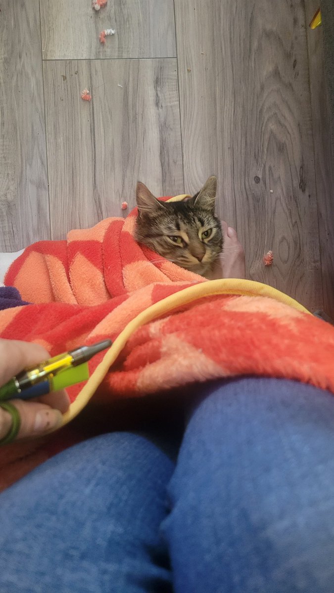 KittyArmoured's tweet photo. There's a story being told her π€£π€£ #cats #petfail https://t.co/JkWQTiqs29