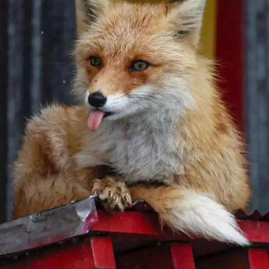 FopsHourly's tweet photo. \*mlem\* https://t.co/HFNBu6Gvih