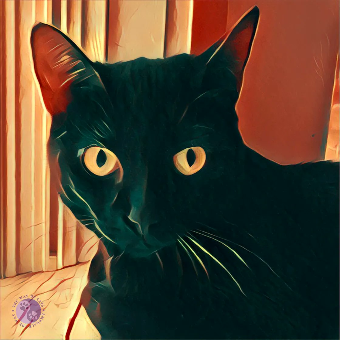 WayofCats's tweet image. Are Cats Treacherous? As if. - Myths at the Way of Cats buff.ly/2OzOJsw

Do they really think cats are going to embezzle from their bank accounts, hide their car keys, and post their naked selfies on the Internet?
#CatsOfTwitter #CatPrejudice #CatMyths #CatHearts