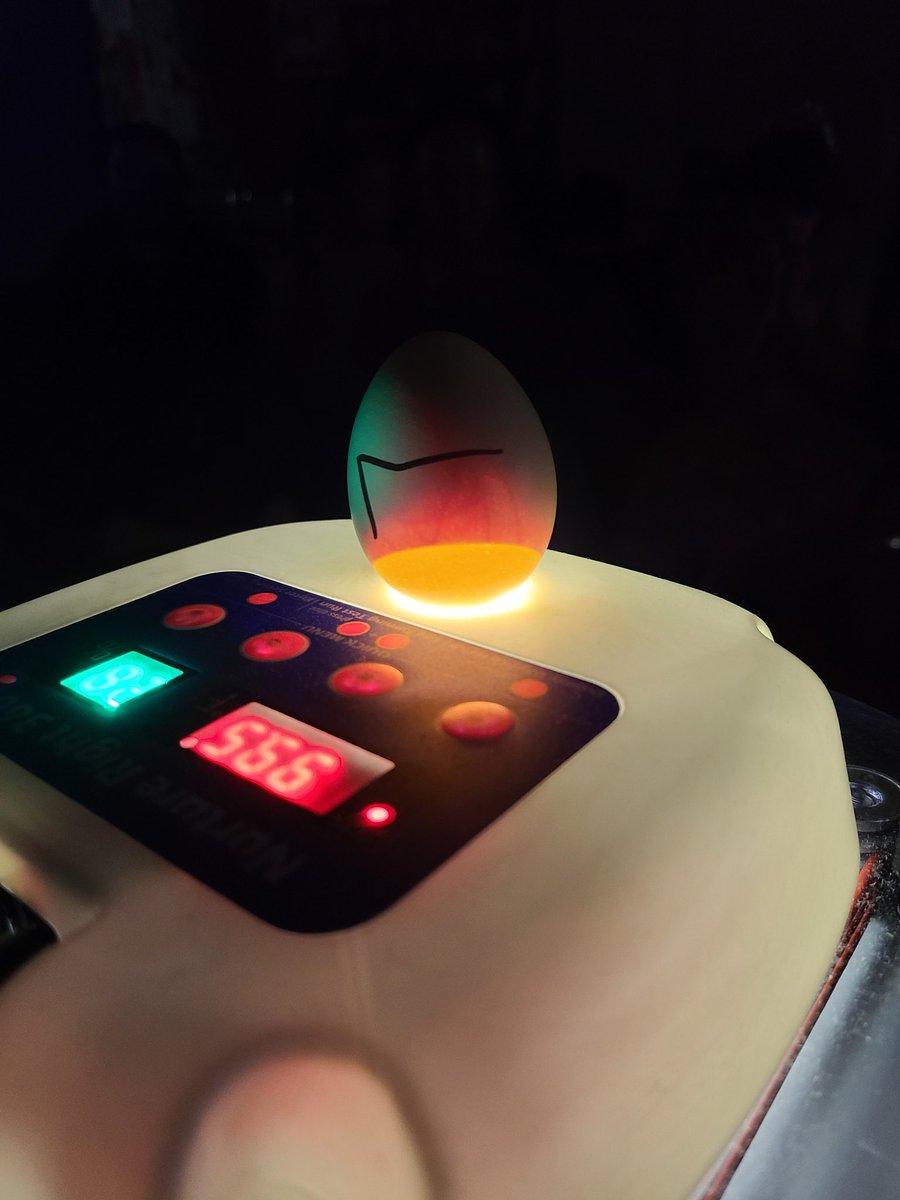 Ms_VillamizarBL's tweet photo. As we count down hatching day we think Benito and Lolo will definitely make it #candling #candlingeggs #hatching #chickmom #chicken #lifecycle #pollitochicken #FirstGradeTeacher #bilingual @SuptMarkHenry #MRobPRIDE @MRobinsonElem @CFISDPK1 @CFISDScience @SRC_CyFairISD https://t.co/qco9s13pku