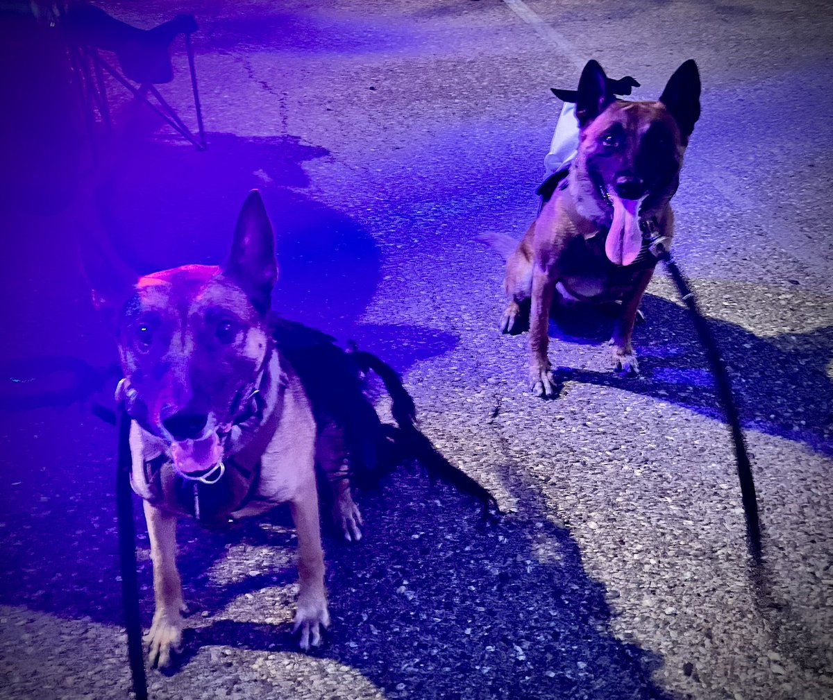 K9 Loki (Ret) tweet media