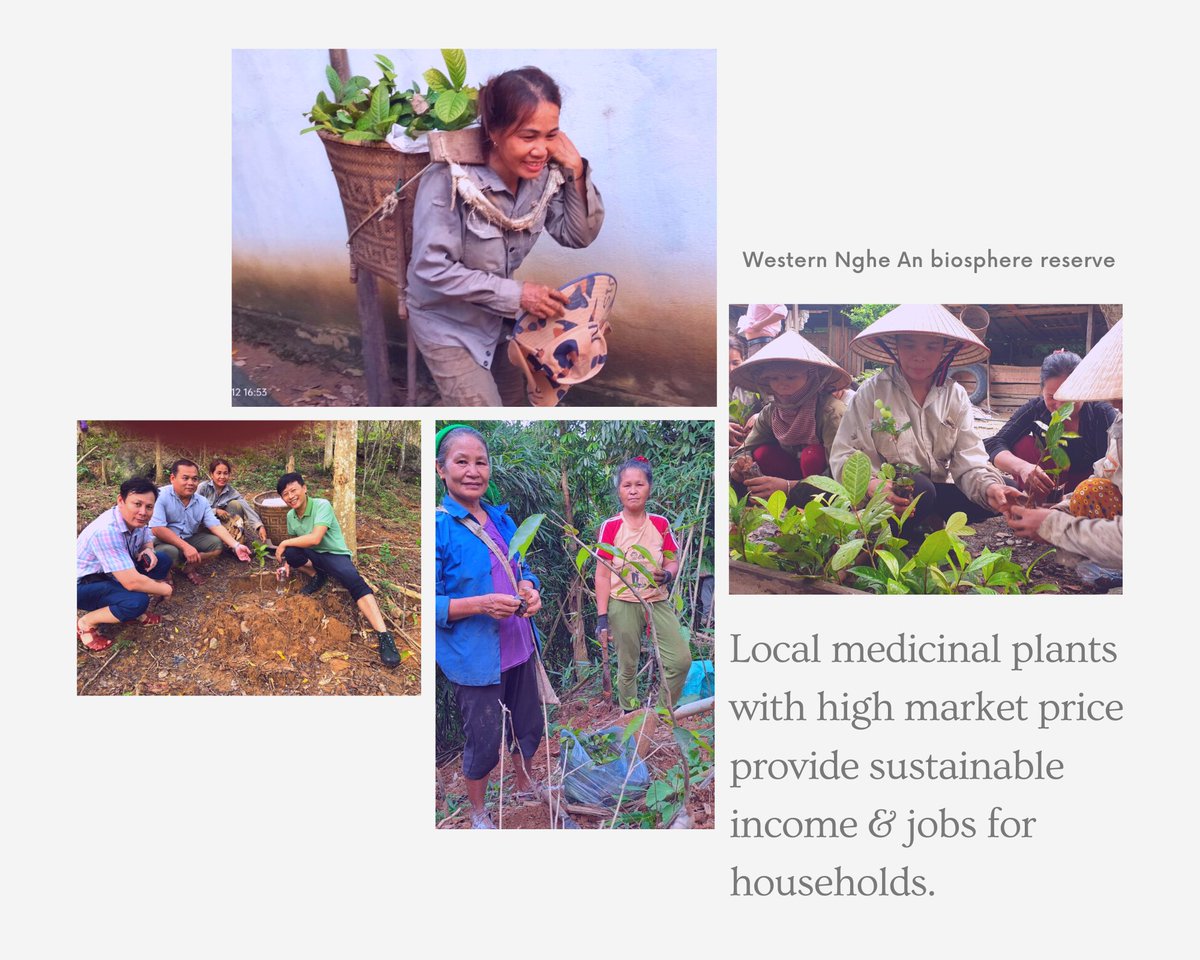 Fruitful partnership w businesses helps create markets for native medicinal plants that generate jobs and incomes for 500 HHs in #NgheAn. Dual gains of #biodiversity and HH's livelihoods enabled by GEF-UNDP-MONRE. #BiospheresProject @GEF_SGP