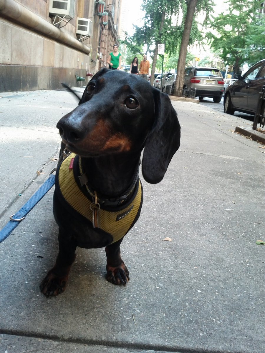 I hope your life is touched by a spirit half as beautiful as the one that left us today. Thanks for 16 years, Link. We'll carry you with us always.