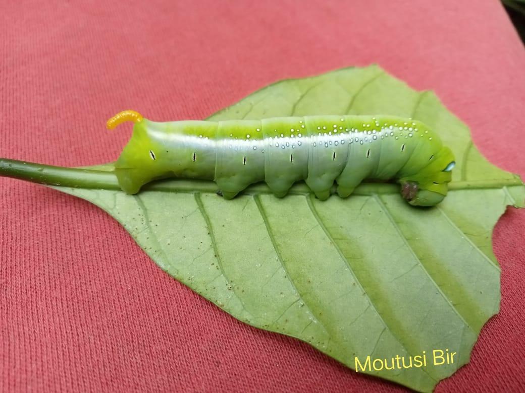 Bir Moutusi (@moutusibir) on Twitter photo 