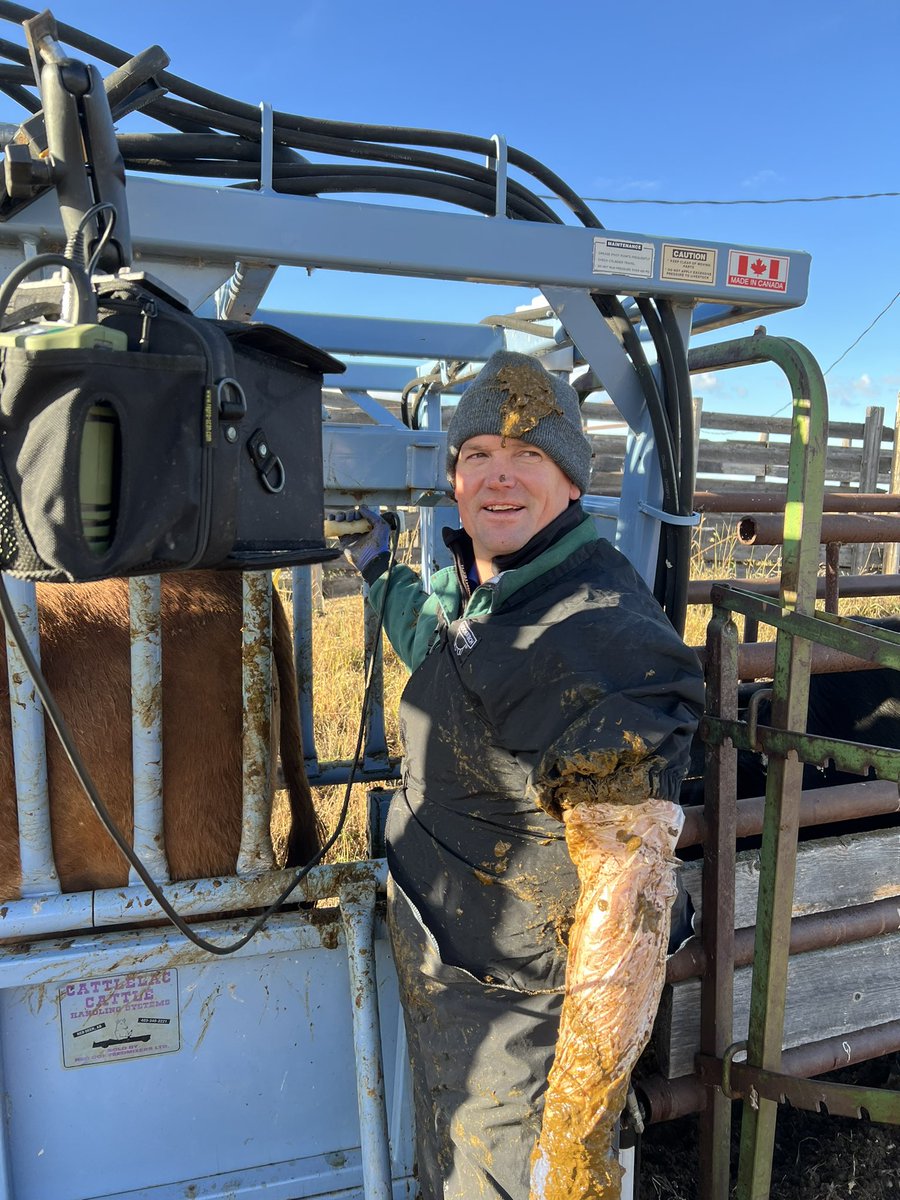 jhozack's tweet image. Well a full day shipping steer calves and preg checking cows. #fallrun