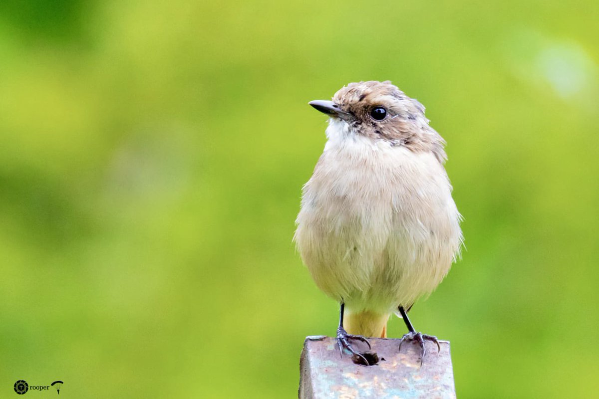 pnkjshm's tweet photo. Grey Bushchat (Saxicola ferreus)

#IndiAves #Birds #NaturePhotography #birdwatching #birdphotography #BBCWildlifePOTD #BirdsSeenIn2022 #wildlifephotography #BirdTwitter https://t.co/OHOs558epG