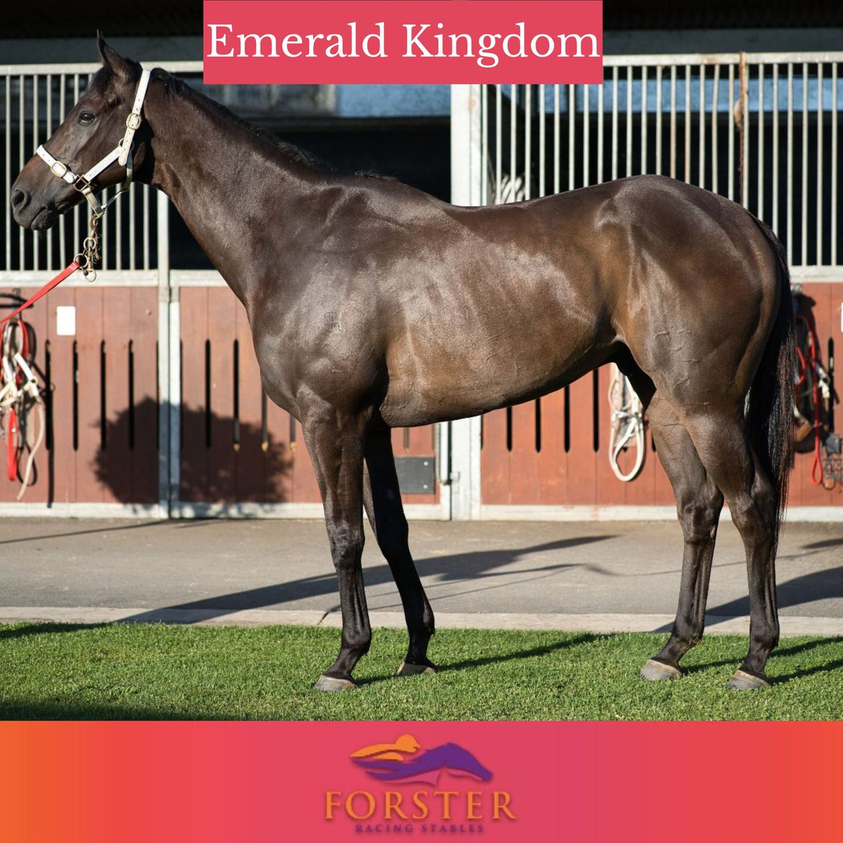 The sun is back and we are definitely heading towards summer! We have three great runners at Eagle Farm today
Love is Blind - R5 CHANNEL 7 NMW Hcp - 1:50pm
Emerald Kingdom - R9 OPEN Hcp - 4:30pm
Couldn't Refuse - R10 BM85 Hcp - 5:12pm

Have an amazing weekend everyone!