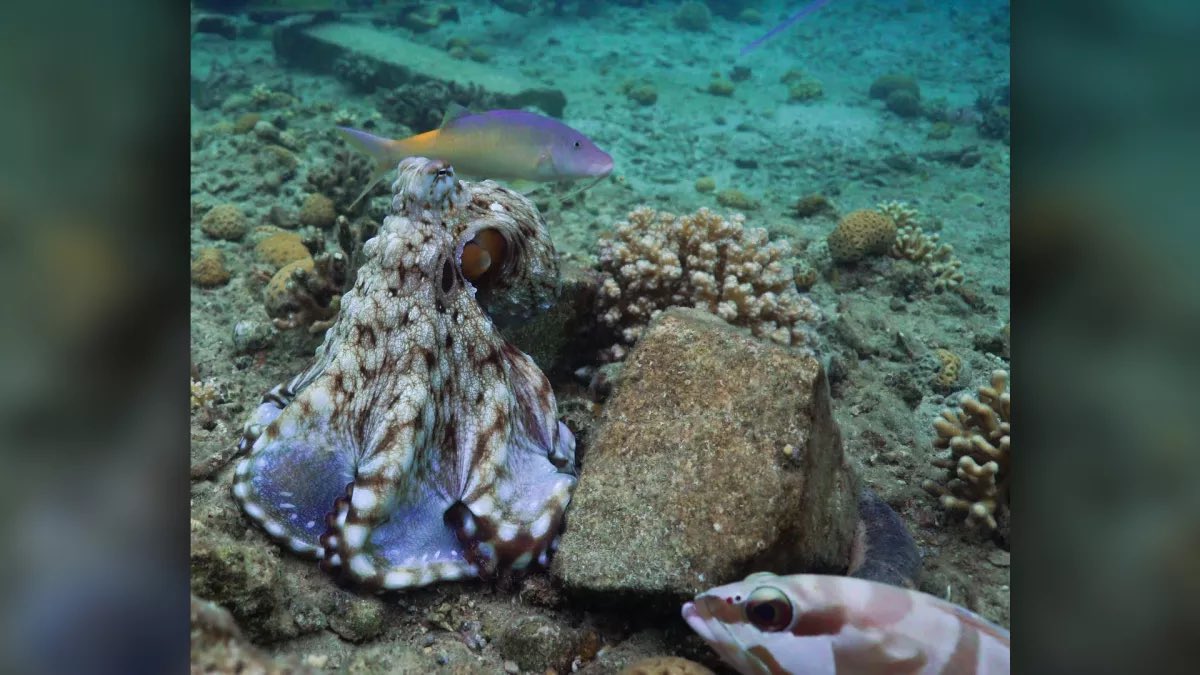 I just found out that on occasions, an octopus will punch a fish for no reason other than “spite”, and it’s my new favorite fact.