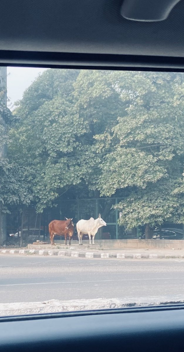 TaraMahakaal's tweet photo. I was waiting at the red light & spotted these beauties. Pictures taken through the closed car window, so not very clear. #cows #desicow #nature #trees #morning #lifeinacity @keeper_of_books @DondiScumaci @mathilebrandts @LiciousCoffee https://t.co/kiN1W6f0CE