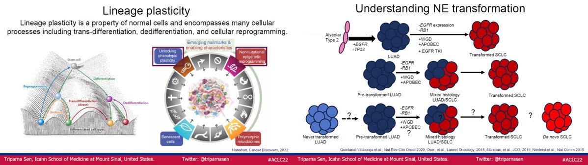 IASLC's tweet photo. @triparnasen of @IcahnMountSinai presents Lineage Plasticity: SCLC Transformation as a Mechanism of Resistance at #ACLC22. She discusses lineage plasticity as a property of normal cells &amp; cellular processes including transdifferentiation, dedifferentiation, &amp; cell reprogramming. https://t.co/pg4zx41bWA