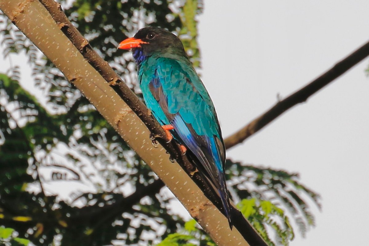 #BirdsSeenIn2022 Another very colourful and handsome Solomons resident is the common Dollarbird (Eurystomus orientalis). So-called as in flying it has a bright patch on the wing that resembles a silver dollar. <a href="/Britnatureguide/">The British Nature Guide</a> <a href="/birdsoftheworld/">Birds of The World: The Cornell Lab</a> <a href="/Pacific_Birds/">Pacific Birds</a> #solomonislands