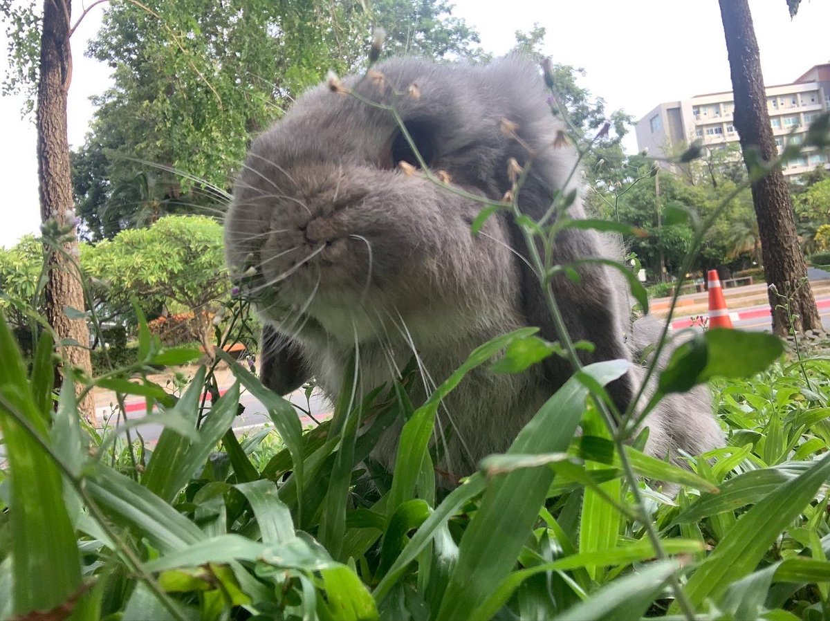 หนมเหนียว tweet media