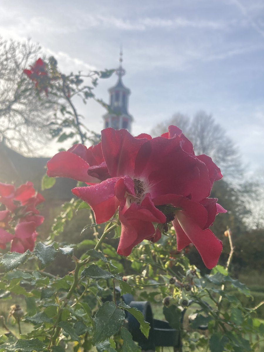 DomiesToen's tweet photo. Herfst in Toen! Met deze zachte temperaturen is de #Herfst zo fijn te ervaren. https://t.co/rBqx1ZvXrf