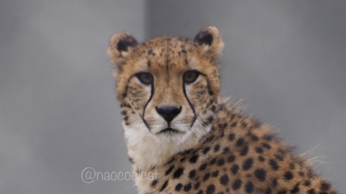 naocoolcat's tweet photo. うちのコかわよい❤︎
#千葉市動物公園
#チーター
#チビーター
#チームC
#Cgirls
#チャーム
#チャーム推し https://t.co/nHaXwIprVk