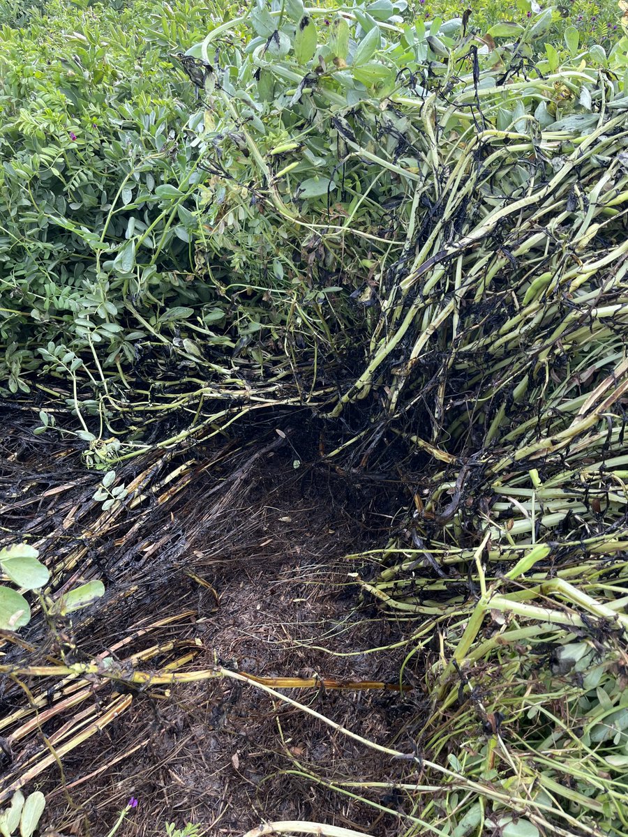 Not sure if another fungicide will help this mess