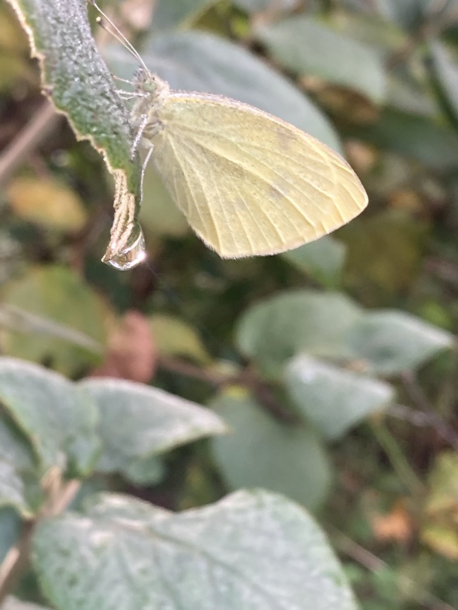 In <a href="/DomiesToen/">domiestoen</a> is gewoon nog een citroenvlinder te zien. Meestal in het voorjaar de eerste vlinders. #temperatuur doet veel met de natuur.