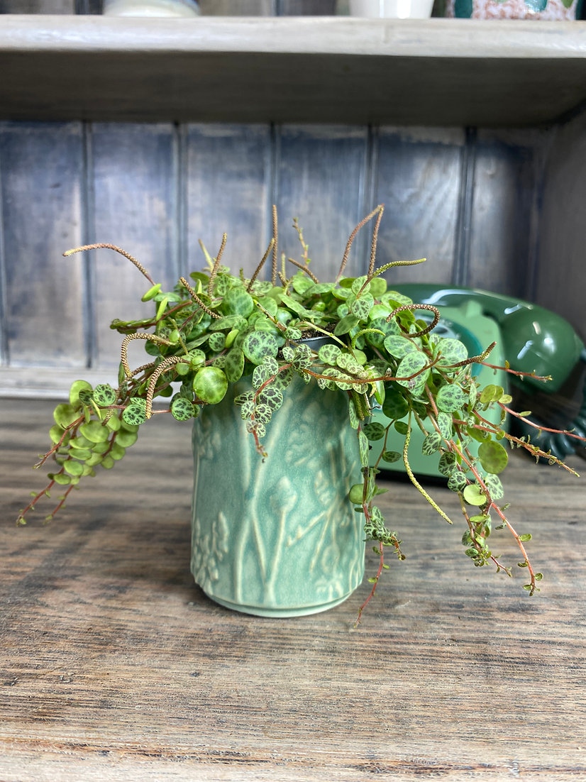 ginger_jungle's tweet photo. Mini Peperomia prostrata 

Mini plants pick 'n' mix from our fantastic selection of baby plants - a great way to build up your collection from £3.99.⁠

#thegingerjungle #urbanjungle #babyplants #minihouseplants https://t.co/BQsH5iZgPH